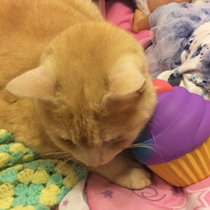 Meet your Posher, Meghan